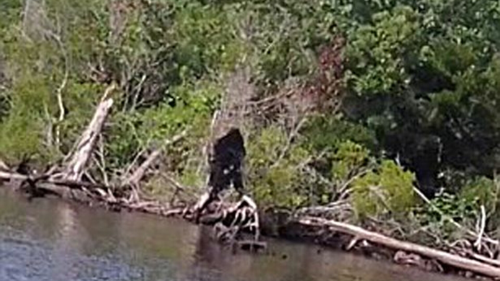 "Este cea mai clara dovada ca exista cu adevarat". Bigfoot, "fotografiat" de un american, la marginea unei ape