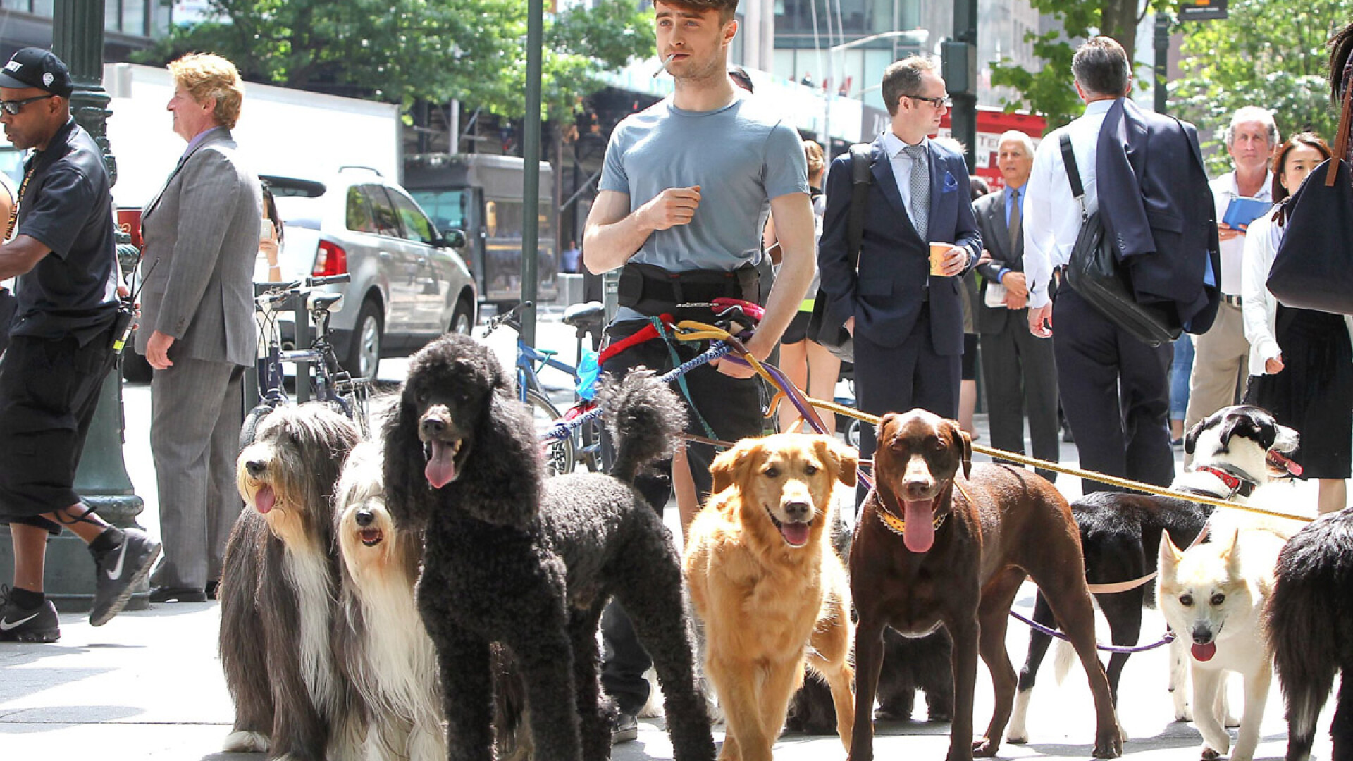 Actorul Daniel Radcliffe, surprins intr-o ipostaza bizara. Ce cauta in mijlocul unei haite de caini