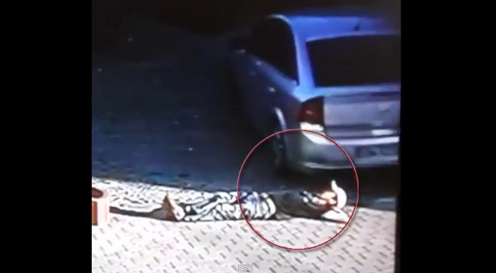 A supravietuit ca prin miracol dupa ce a fost calcat pe cap de o masina. Cum s-a intamplat totul. VIDEO SOCANT