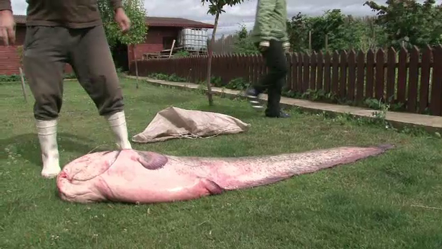 "Operatiunea Monstrul". Un pescar din Satu Mare a capturat un somn gigant care masoara peste doi metri si are peste 50 de kg