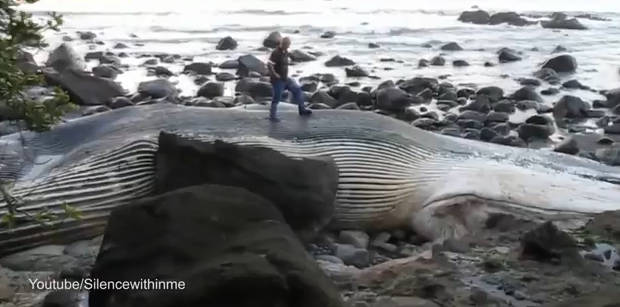 Cea mai ciudata atractie turistica din Noua Zeelanda. Toata lumea s-a ingramadit sa vada "monstrul" esuat pe plaja
