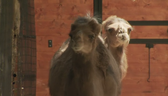 Gradina Zoologica din Bucuresti a cumparat, cu 10.000 de euro, doi dromaderi, din Germania. Reactia copiilor, la vederea lor