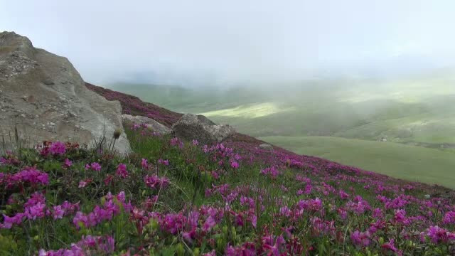 Spectacol grandios in Bucegi, odata cu inflorirea rododendronului. Amenda pentru cei care rup o astfel de floare este uriasa