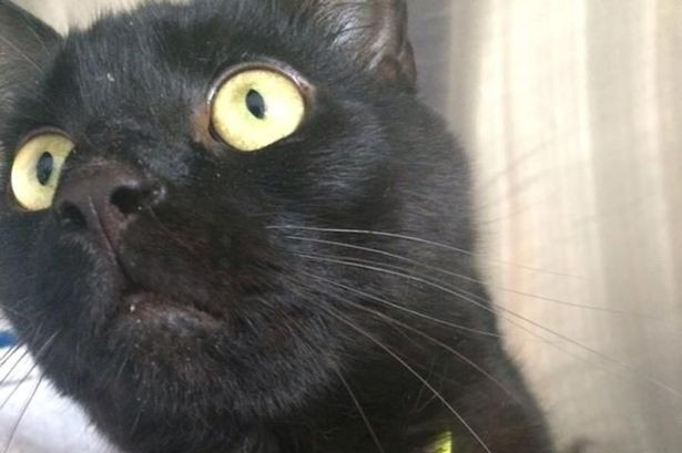 Cum reactioneaza o pisica atunci cand stapana sa incepe sa cante. VIDEO