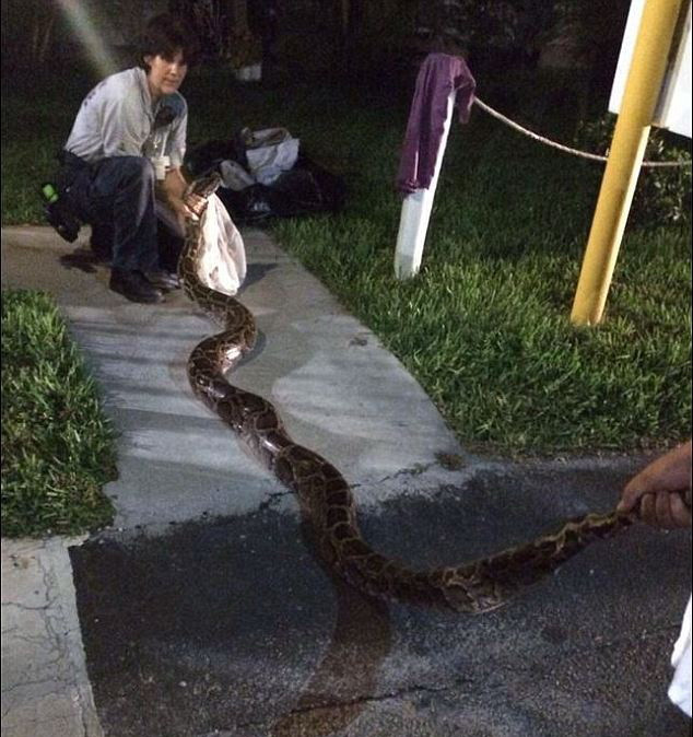 Au gasit un piton lung de 4 metri cand s-au intors acasa. Cum au reactionat un barbat si fiul sau