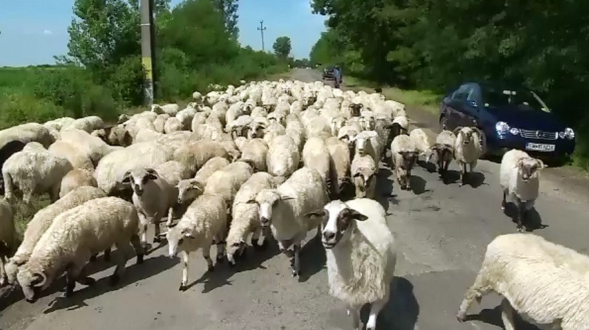 "Intai au fost oile si apoi masinile". Un parlamentar vrea sa dea liber ciobanilor si turmelor pe drumurile judetene