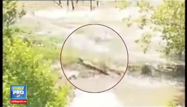 Crocodil vazut in apele unui lac din Creta. Reptila a semanat spaima in turistii aflati in vacanta pe insula