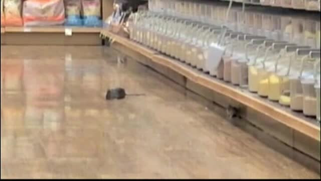 Sobolani care se plimba nestingheriti pe rafturile supermarketului. Imaginile care i-au infuriat pe americani