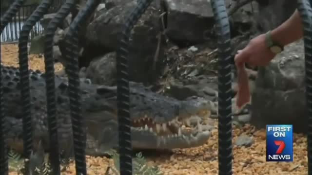 Un dresor de crocodili a fost atacat de reptila pe care incerca sa o hranesca