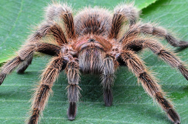 "Tarantula umana". Proiectul artistic prin care un model s-a transformat intr-un paianjen gigantic