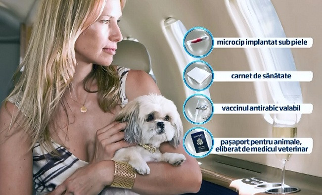 Companiile aeriene iti accepta animalul preferat la bord. Taxele si conditiile in care patrupedul scapa de cala avionului