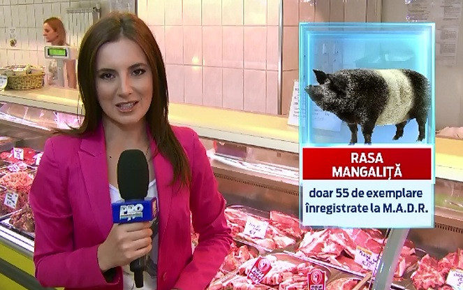 Bani pentru rasele romanesti. Fermierii care au in curte oi merinos, vaci din rasa sura sau porci mangalita, ajutati de UE