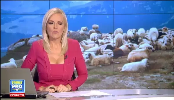 Bani pentru rasele romanesti. Fermierii care au in curte oi merinos, vaci din rasa sura sau porci mangalita, ajutati de UE