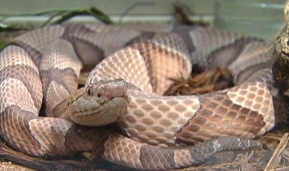 Un barbat a murit sub ochii fiului sau de 11 ani, dupa ce a fost muscat de un sarpe. Cum s-a petrecut tragedia