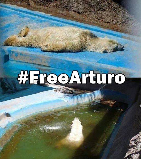 Povestea "celui mai trist animal din lume". Ursul polar Arturo se topeste de caldura intr-un zoo din Argentina