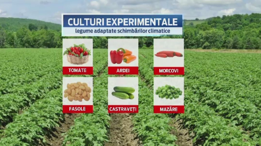 Explicatia pentru care rosiile si-au pierdut gustul de altadata. Cresterea temperaturii ii obliga pe romani sa schimbe soiul