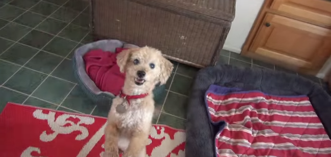 A trait timp de un an sub o magazie, dupa ce i-a murit stapanul. Cum arata acum acest caine. VIDEO