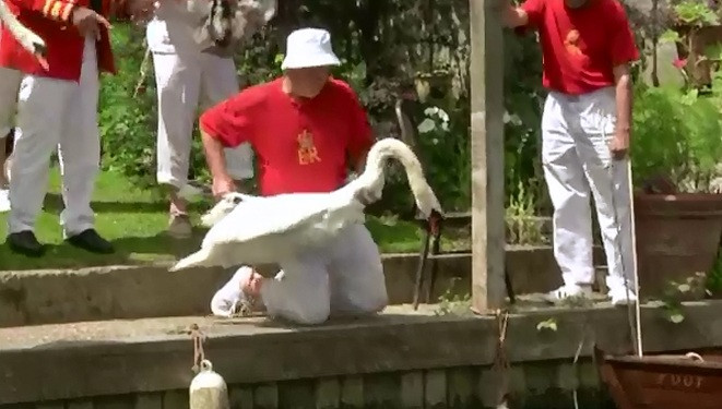 Traditie veche de 9 secole in Marea Britanie. Anual, supusii reginei merg sa numere lebedele de pe Tamisa