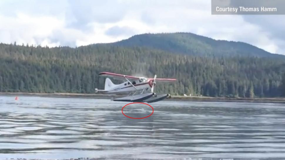 Un hidroavion a fost pe punctul de a ateriza pe o balena! VIDEO