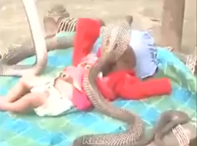 Imaginile care au ingrozit internetul. Un bebelus de numai cateva luni doarme inconjurat de patru serpi cobra