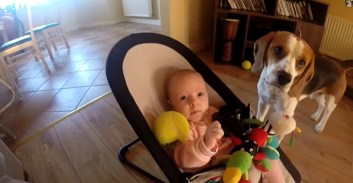 Cum se revanseaza un caine dupa ce fura jucaria unui bebelus. VIDEO cu peste 1 milion de vizualizari