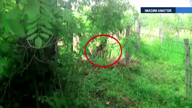 Pui de urs, la un pas de moarte dupa ce a ramas prins intr-un gard cu ghimpi. Ce s-a intamplat cu el