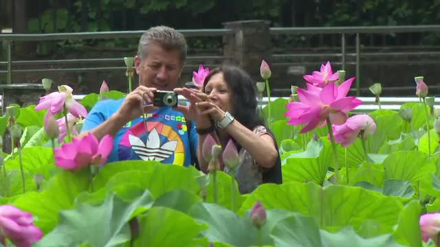 Fenomen spectaculos la Baile Felix. Nuferii de aici au atins proportii impresionante, spre bucuria turistilor