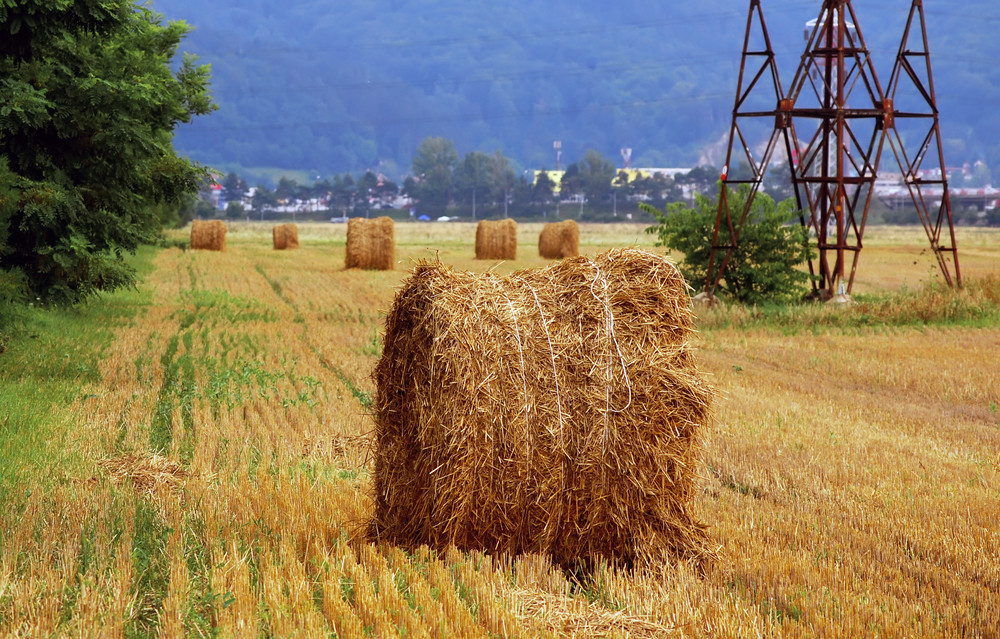 Productia record de peste 8 milioane de tone de grau, pusa in pericol. Sute de hectare risca sa devina hrana pentru animale