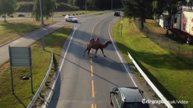 Cum a ajuns o camila sa se plimbe nestingherita printr-un oras din centrul Norvegiei