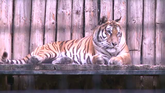 Tigrii aflati in libertate ar putea sa dispara in urmatorii 5 ani. In salbaticie mai sunt doar 3000 de animale