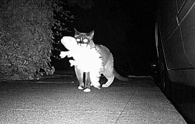 Au observat ca le dispar lucruri din casa si au instalat o camera ascunsa. Cine era hotul misterios