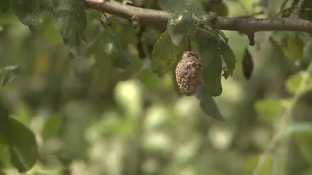 Productia de fructe si legume, redusa cu 30% din cauza vremii. Agricultorii se tem ca nu-si vor acoperi cheltuielile