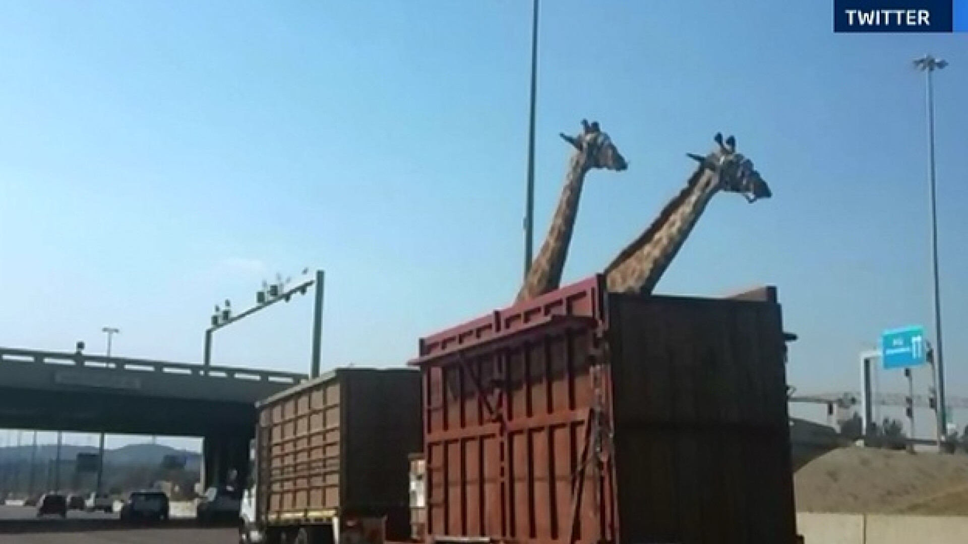 O girafa transportata la o ferma intr-un camion s-a lovit cu capul de un pod si a murit. O soferita a surprins totul