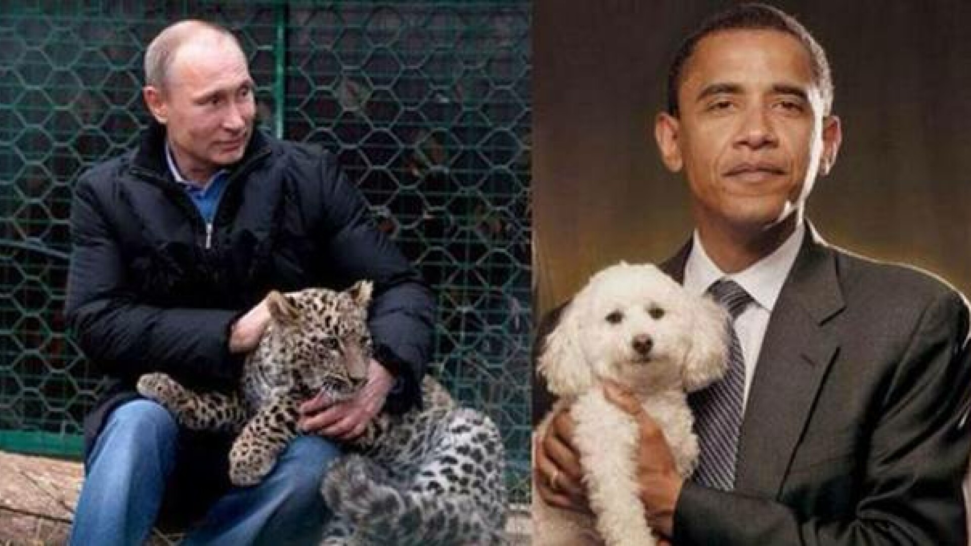 Vicepremierul rus Rogozin a publicat o fotografie pe Twitter in care Putin tine in brate un leopard, iar Obama un catel
