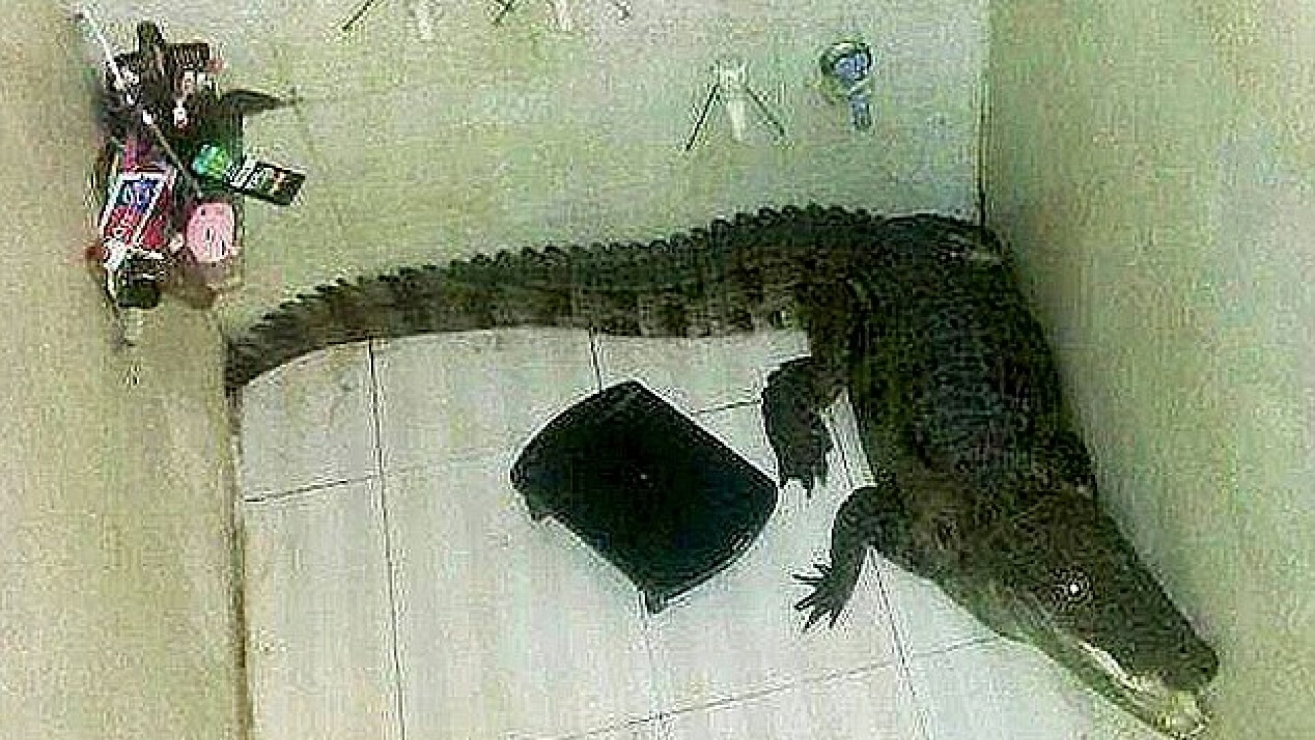 Un barbat din India a incremenit cand a intrat in baie. Descoperirea inspaimantatoare pe care a facut-o