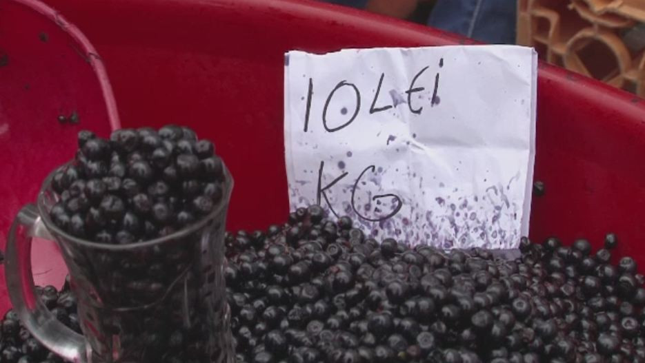 Afinele, fructele care promit un profit si de 8.000 de euro pe tona. Strainii le cauta in special pe cele bio