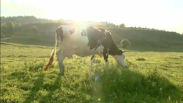 vaca