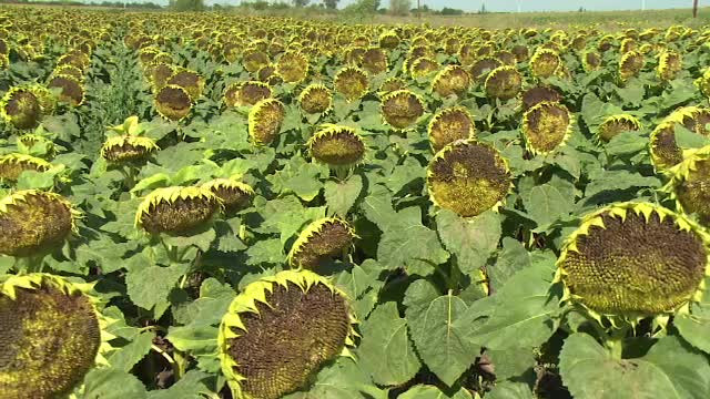 Graurii si gugustiucii au compromis aproape toata recolta de floarea soarelui. Pagubele nu pot fi recuperate prin asiguratori