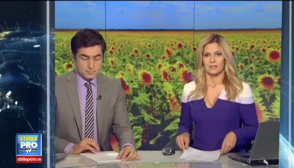 Graurii si gugustiucii au compromis aproape toata recolta de floarea soarelui. Pagubele nu pot fi recuperate prin asiguratori