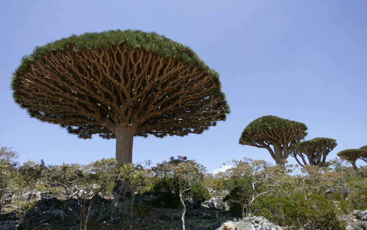 Socotra