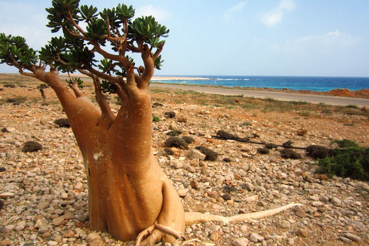 Socotra