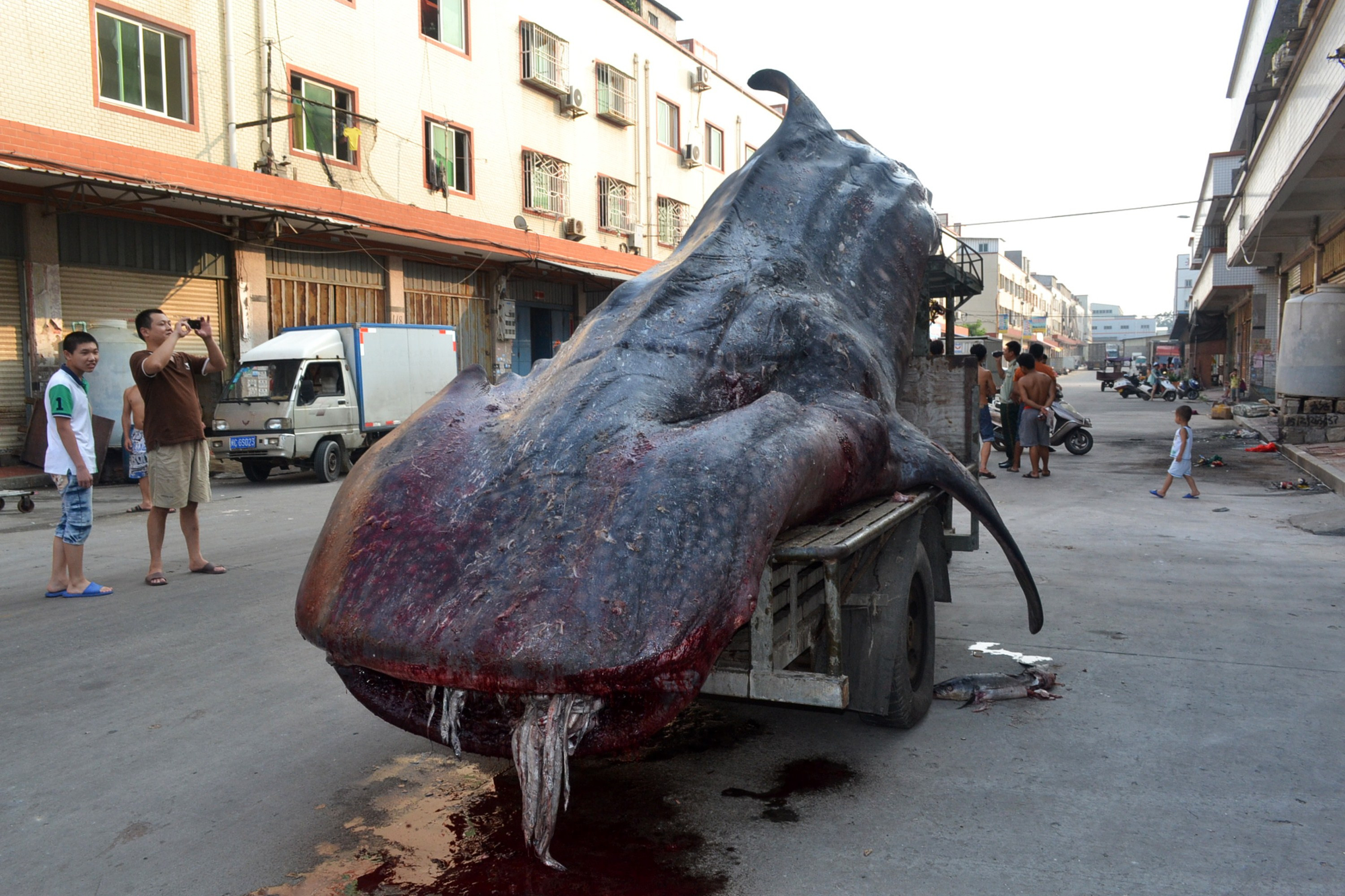 Un pescar din China a capturat un rechin balena de doua tone. Specia este una pe cale de disparitie