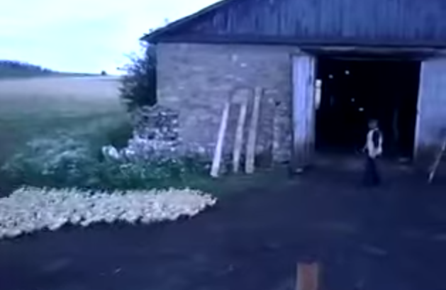 Imaginile care au cucerit internetul. Reactia unor rate in momentul in care fermierul striga la ele. VIDEO