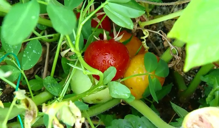 Castraveti, rosii si patrunjel, direct de pe bloc. Avantajele nebanuite ale gradinilor suspendate pe terase