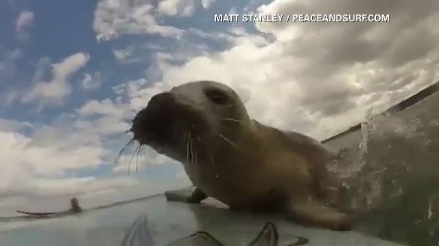Foca ratacita. O femeie a trait surpriza vietii cand isi plimba cainele pe un camp din Marea Britanie