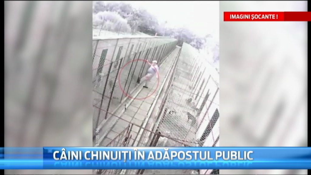 IMAGINI CAMERA DE SUPRAVEGHERE. Caini chinuiti in adapostul public din Dej de angajatii primariei. Primele masuri luate
