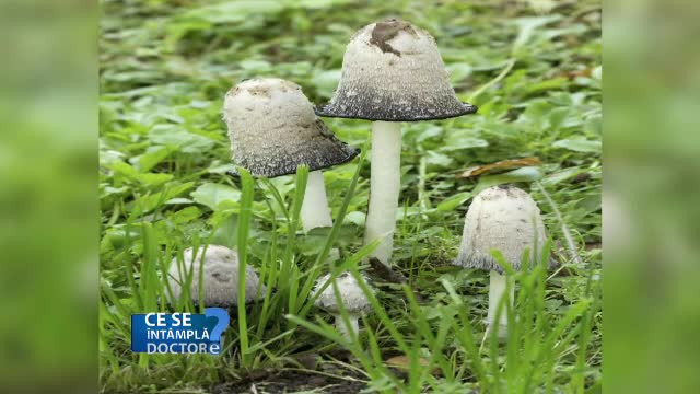 Mutatiile din structura ciupercilor de padure ne pun sanatatea in pericol. Ce trebuie sa stim despre aceste alimente