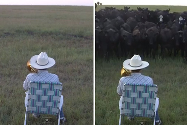 Secretul fermierului care atrage toate vacile cu trombonul "fermecat". VIDEO