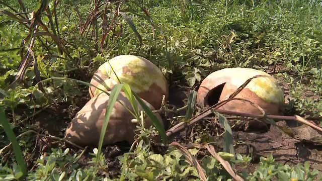 Invazie de rozatoare. Fermierii sunt disperati dupa ce iepurii si soarecii au compromis recoltele de pepeni