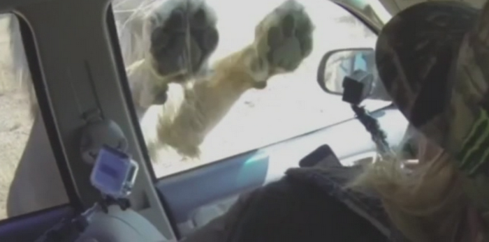 Amintire de neuitat pentru niste turisti din Africa de Sud. Ce s-a intamplat cand au fost atacati de un leu